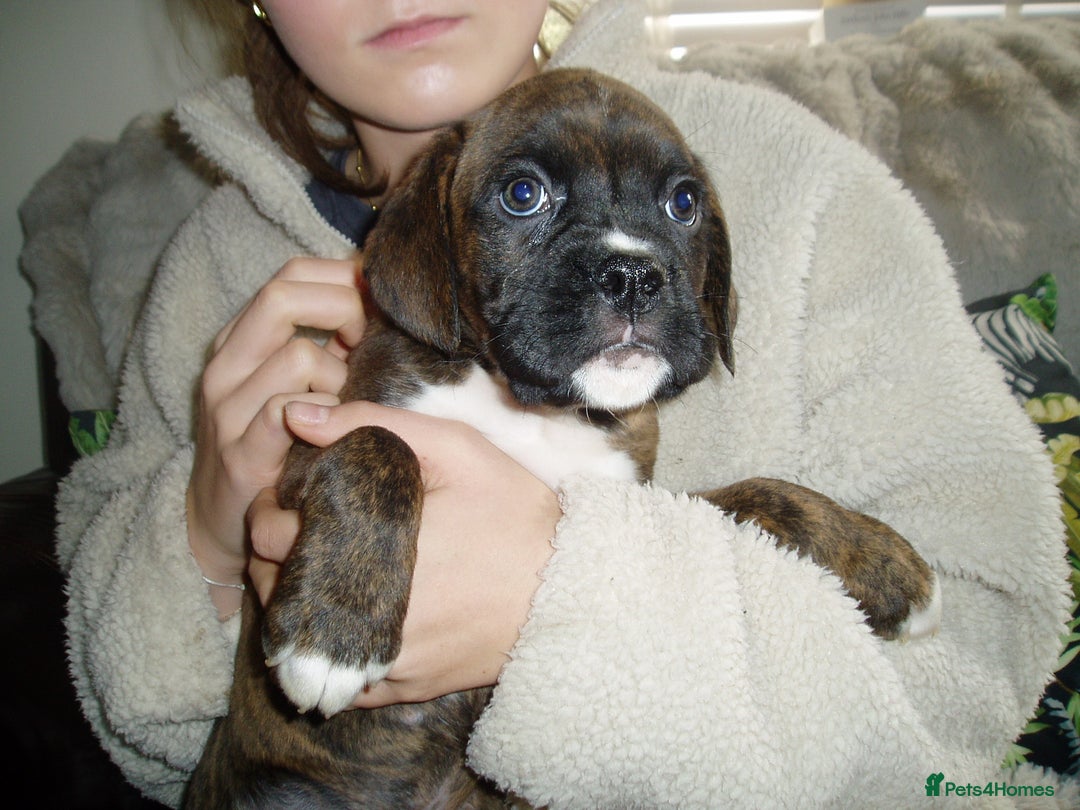 Boxer dogs for sale: Health Tested COI 1.5% KC Registered - Image 14