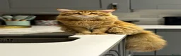 Maine Coon cats for sale: Active Maine Coon cats looking forever homes - Advert 2
