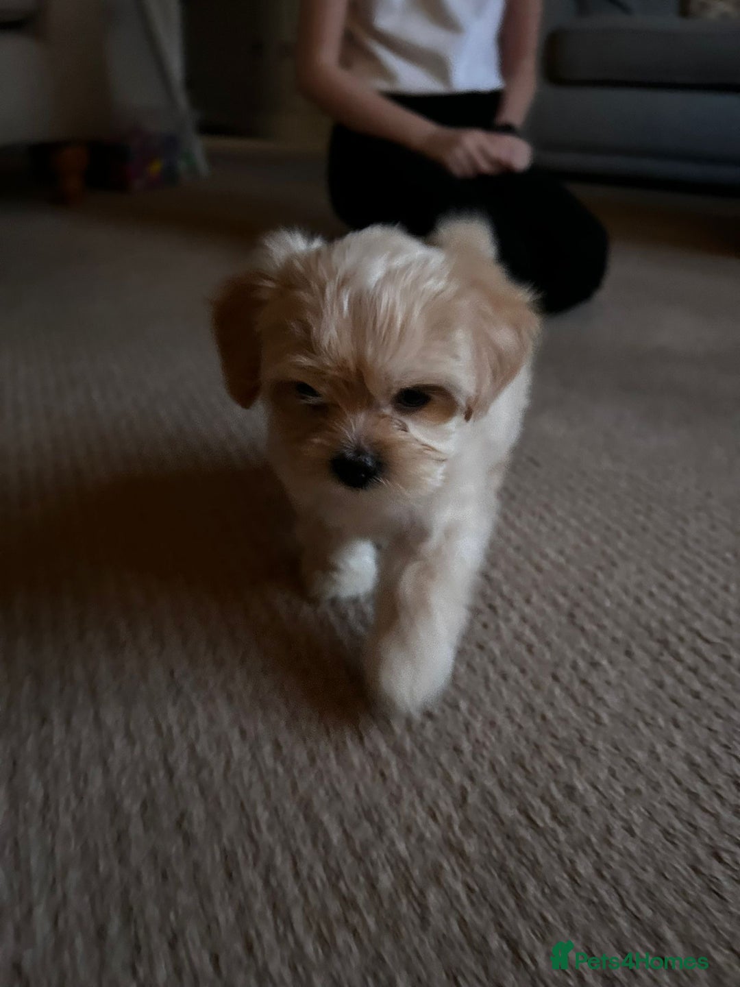 Lhasapoo dogs for sale: Lhasapoo for sale  - Advert 8