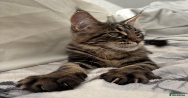 Maine Coon cats - Advert 8
