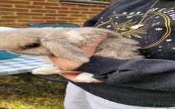 Mini Lop rabbits for sale: 4x Mini Lop Female Bunnies - Image 10