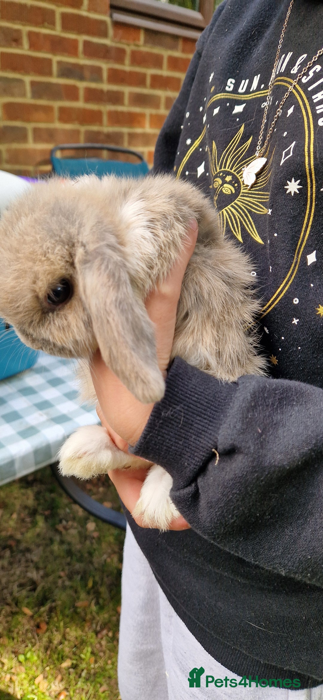 Mini Lop rabbits for sale: 4x Mini Lop Female Bunnies - Image 10