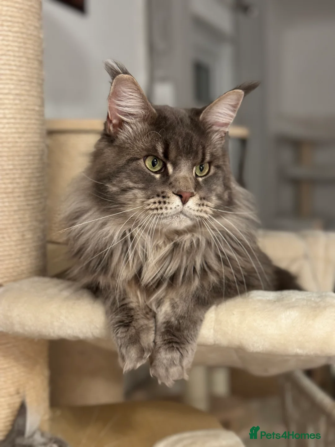 Maine Coon cats for stud: 🔥Beautiful stud Maine Coon ❤️ in Northampton - Advert 10