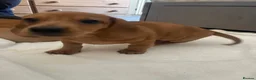 Miniature Dachshund dogs for sale: Pra clear mini smooth dachshund  in Castleford - Advert 4