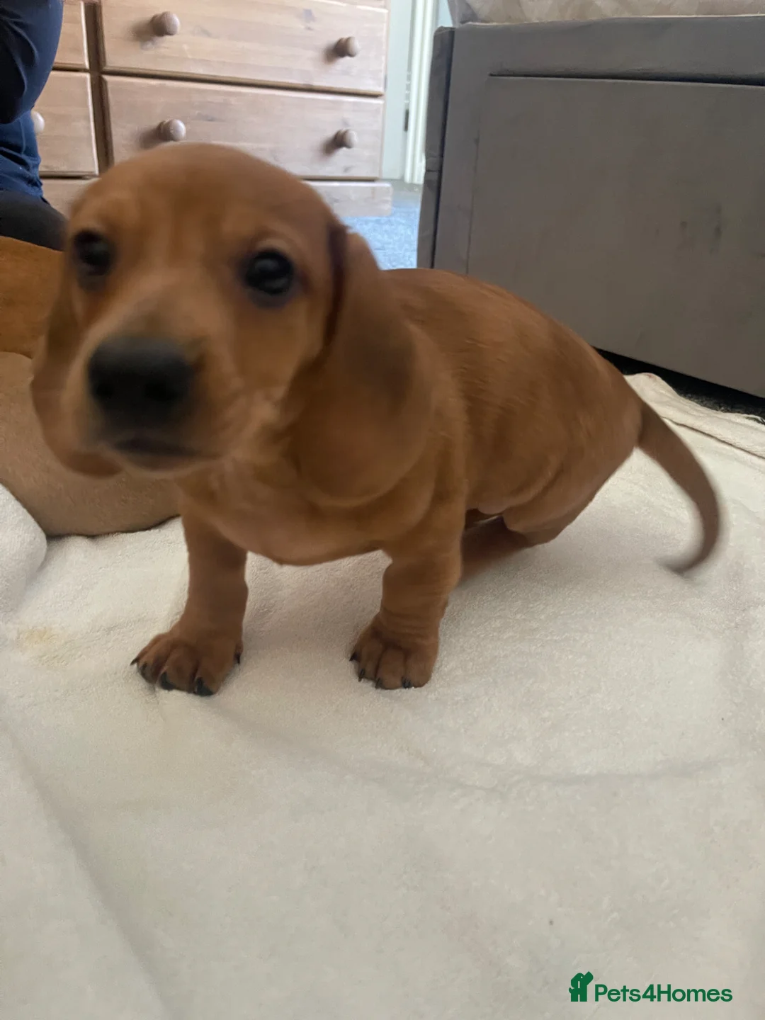 Miniature Dachshund dogs for sale: Pra clear mini smooth dachshund  in Castleford - Advert 4