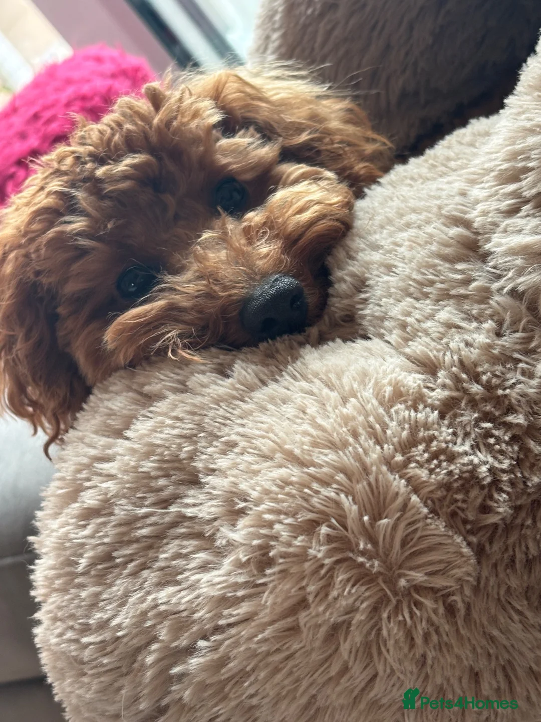 Toy Poodle dogs for sale: Loving home wanted for My Beautiful Toy Poodle💖 - Advert 7
