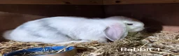 Mini Lop rabbits for sale: Mini lops forsale mixed sex - Advert 3