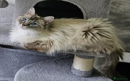 Ragdoll cats for sale: Spayed female Ragdoll - Image 2