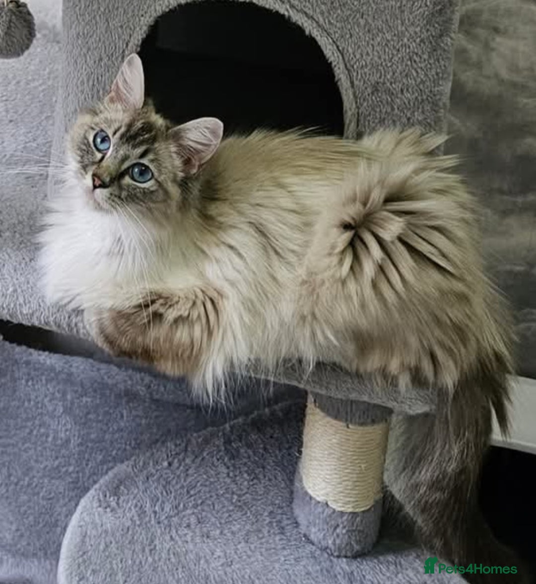 Ragdoll cats for sale: Spayed female Ragdoll - Image 2