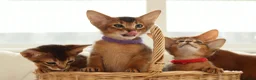 Abyssinian cats for sale: Pure breed Abyssinian kitten’s GCCF registered  - Advert 6