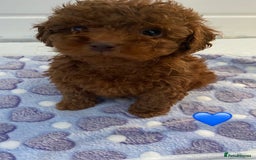 Cockapoo dogs for sale: 💙💙Cockerpoos🩷🩷 Ready Now💙🩷 - Image 9