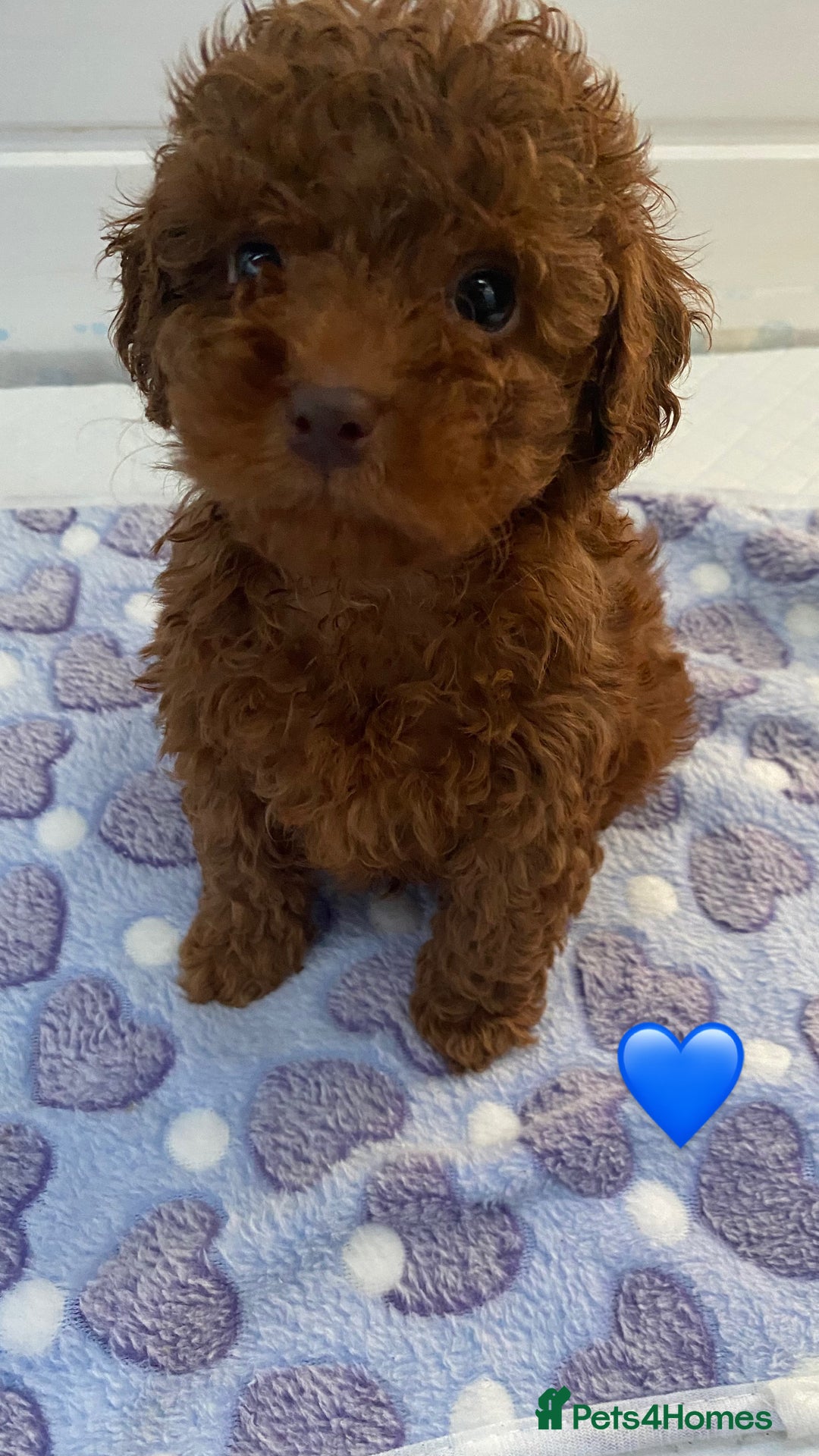 Cockapoo dogs for sale: 💙💙Cockerpoos🩷🩷 Ready Now💙🩷 - Image 9