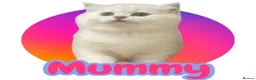 Scottish Fold cats for sale: 4 Pedigree Scottish Fold/Straight Kittens - Advert 12