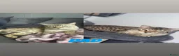 Bengal cats for sale: Bengal kittens  in Glasgow - Advert 7