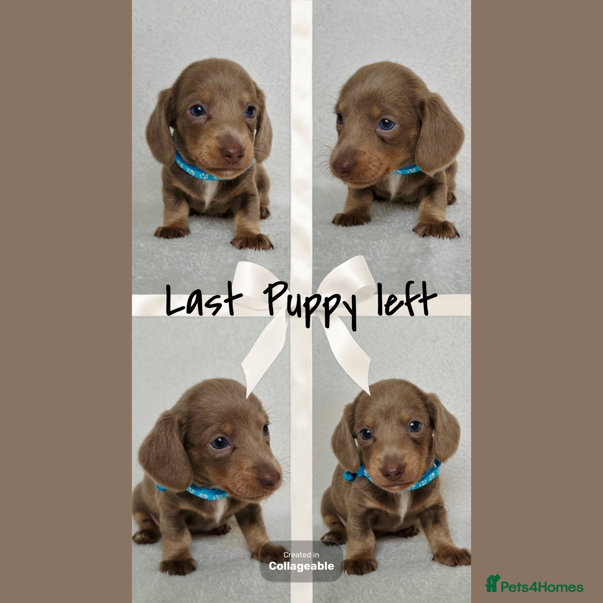 Miniature Dachshund dogs 💎LAST PUPPY LEFT KC REG PRA CLR MINI DACHSHUNDS💎 - Advert 1