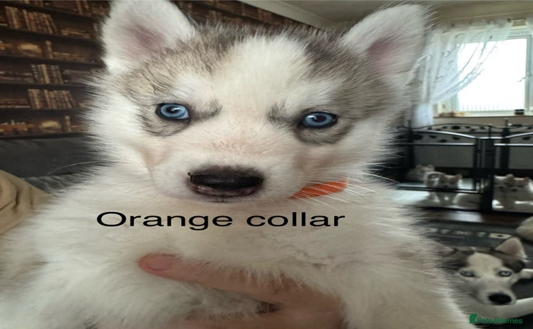 Siberian Husky dogs - Advert 3