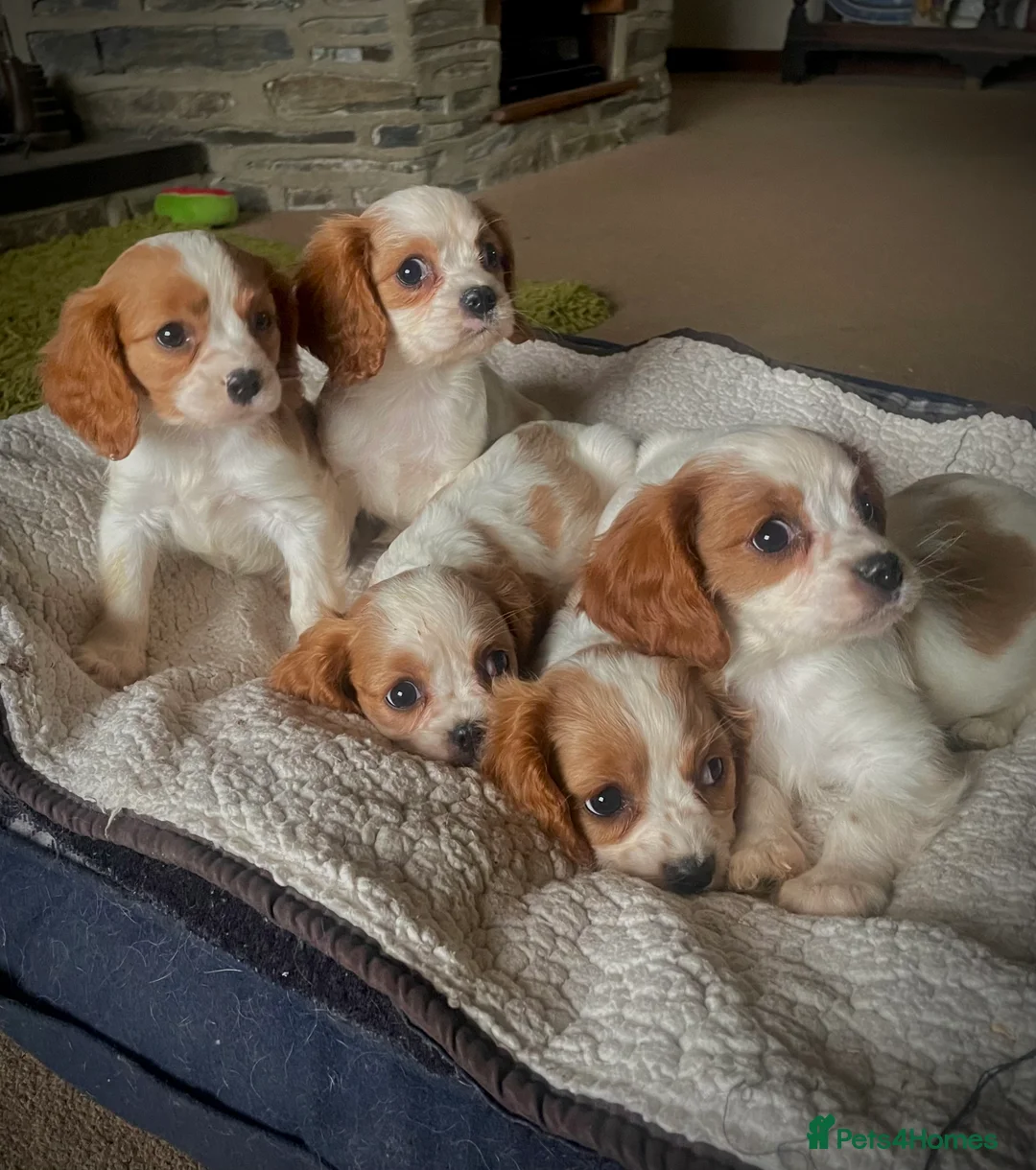 Cavalier King Charles Spaniel dogs for sale: ⭐️ Cavalier King Charles puppies ⭐️ - Advert 1