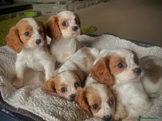Cavalier King Charles Spaniel dogs ⭐️ Cavalier King Charles puppies ⭐️ - Advert 3