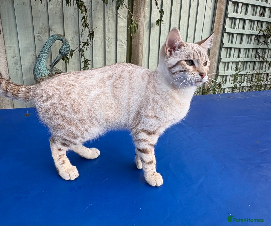 Keetso cats for sale: Superb polydactyl rosetted girl  - Advert 13