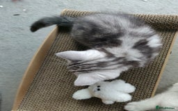 British Shorthair cats for sale: British Shorthair kittens - Image 1