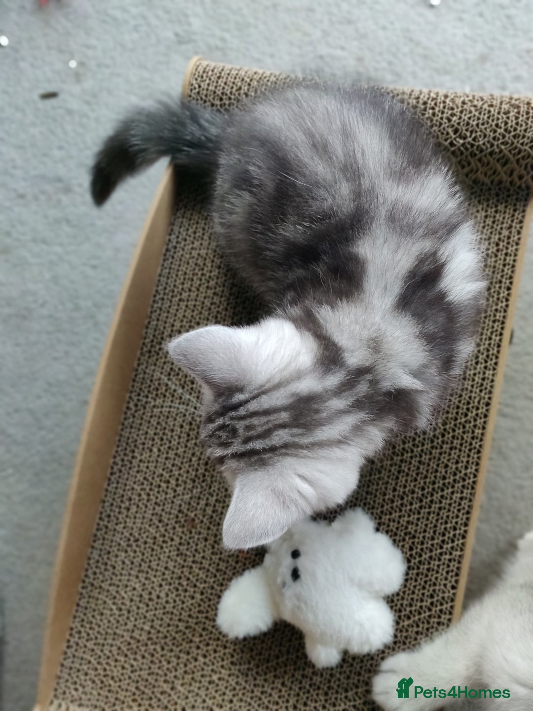 British Shorthair cats for sale: British Shorthair kittens - Image 1