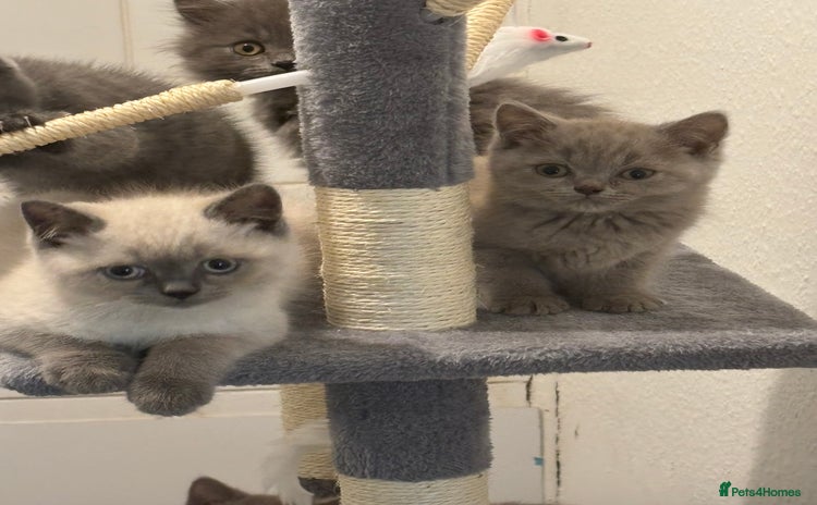British Shorthair cats - Advert 3