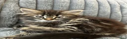 Mixed Breed cats for sale: 3 kittens mixed breed for sale in Southampton - Advert 3