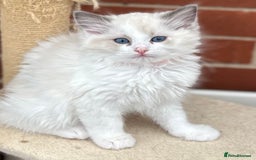 Ragdoll cats for sale: Gorgeous litter of bicolour kittens GCCF reg - Image 18