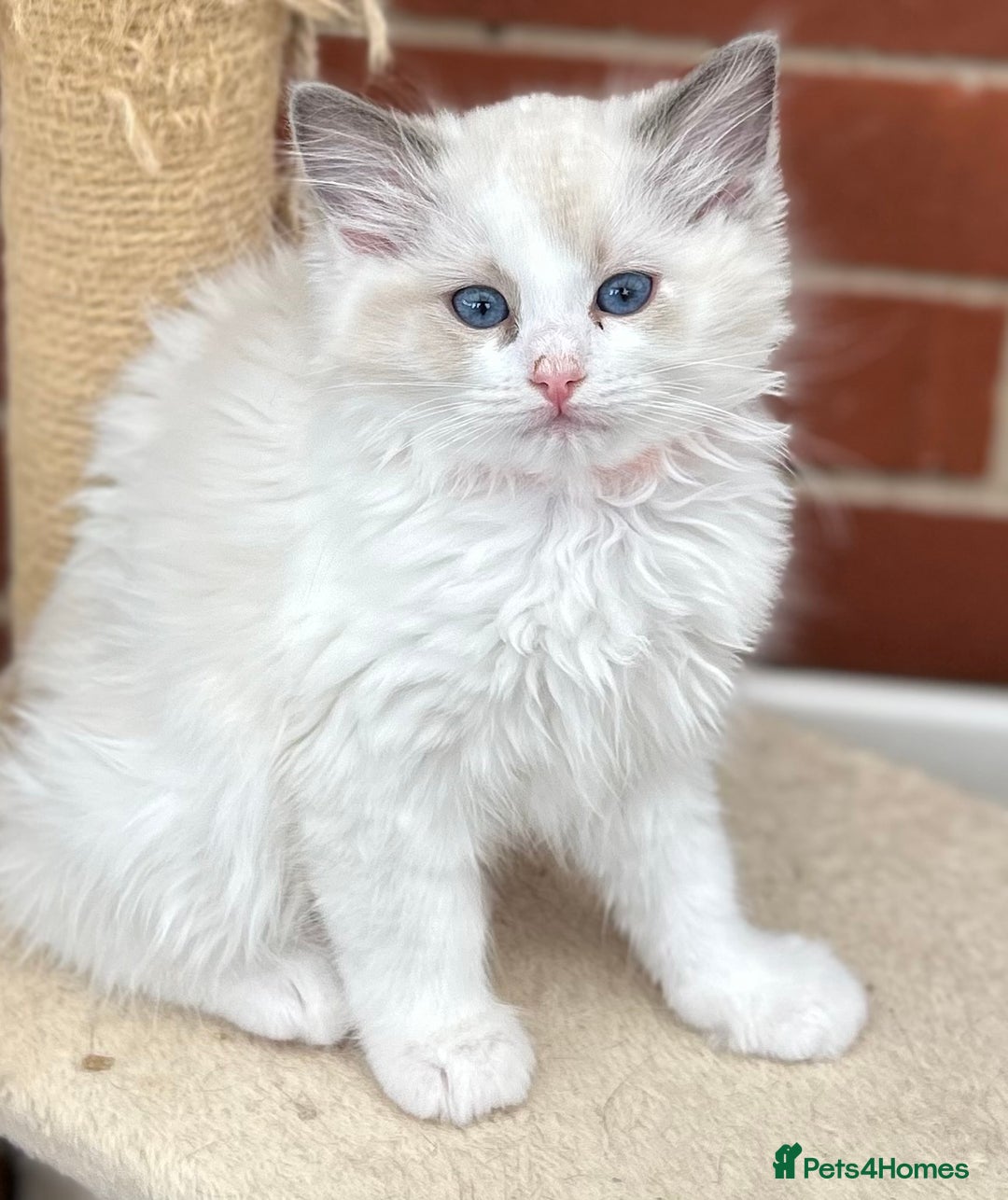 Ragdoll cats for sale: Gorgeous litter of bicolour kittens GCCF reg - Image 18