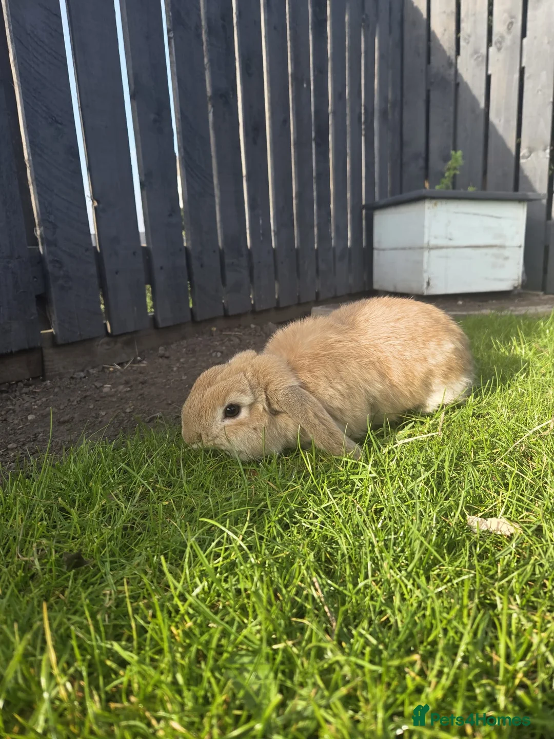 Mini Lop rabbits for sale: Mini Dwarf Lops in Newport-on-Tay - Advert 2