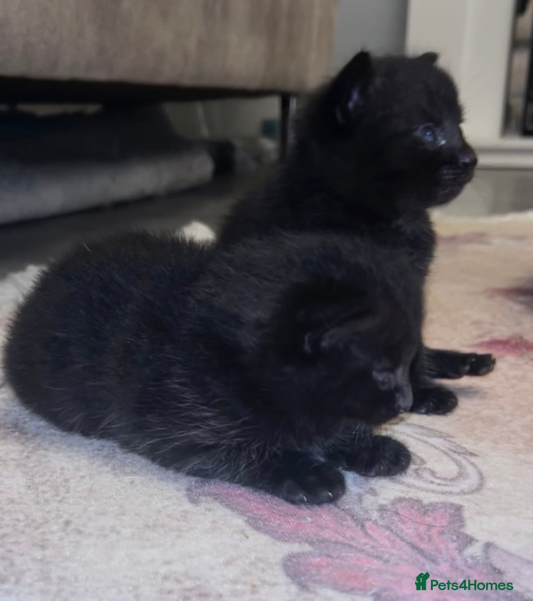 British Shorthair cats for sale: Bombay x British short hair kitten - Advert 6