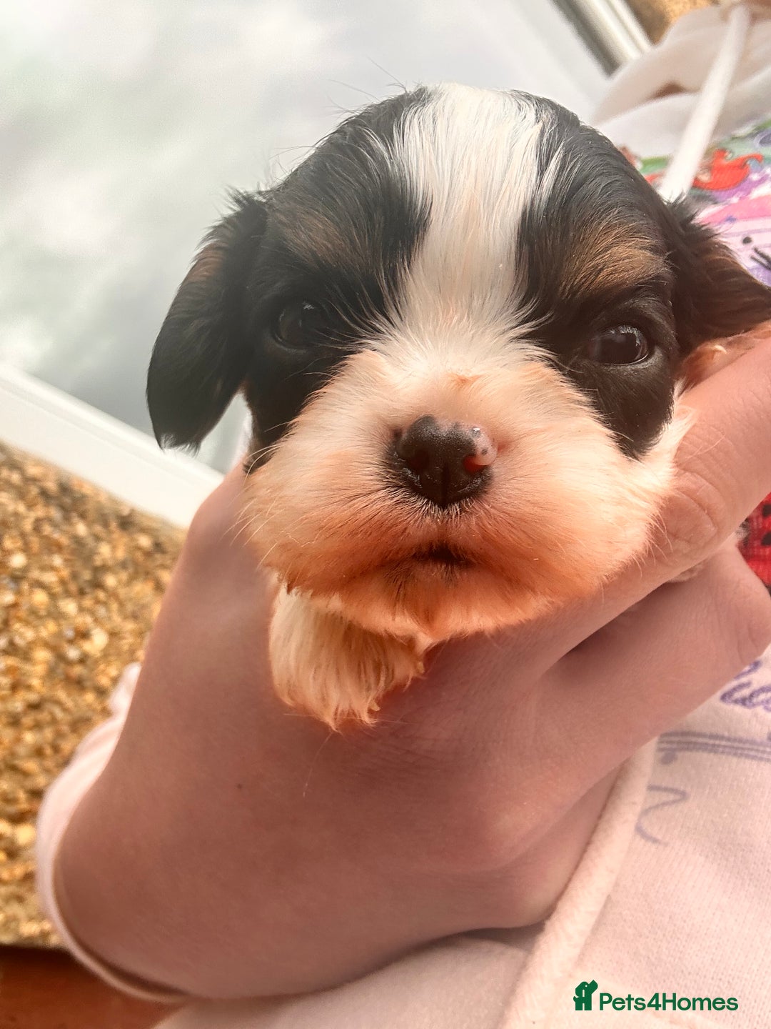 Cavalier King Charles Spaniel dogs for sale: Cavalier King Charles puppy’s  - Advert 33