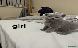 British Shorthair cats for sale: Purebred British shorthairs  - Image 15