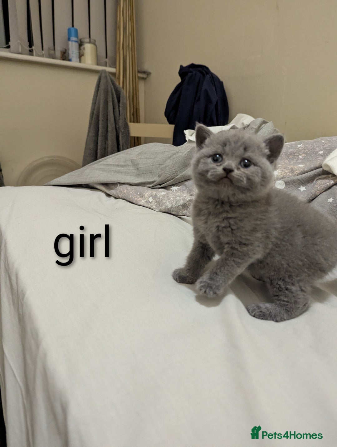 British Shorthair cats for sale: Purebred British shorthairs  - Image 15