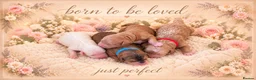 Australian Labradoodle dogs for sale: Stunning Australian Labradoodles x Cockapoo pups🩷 in Spalding - Advert 22