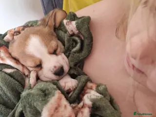 Beagle dogs Beagle Babies - Advert 1