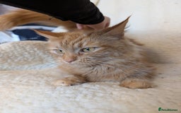 Maine Coon cats for sale: Maine-coon Mix for sale 😼 - Image 9