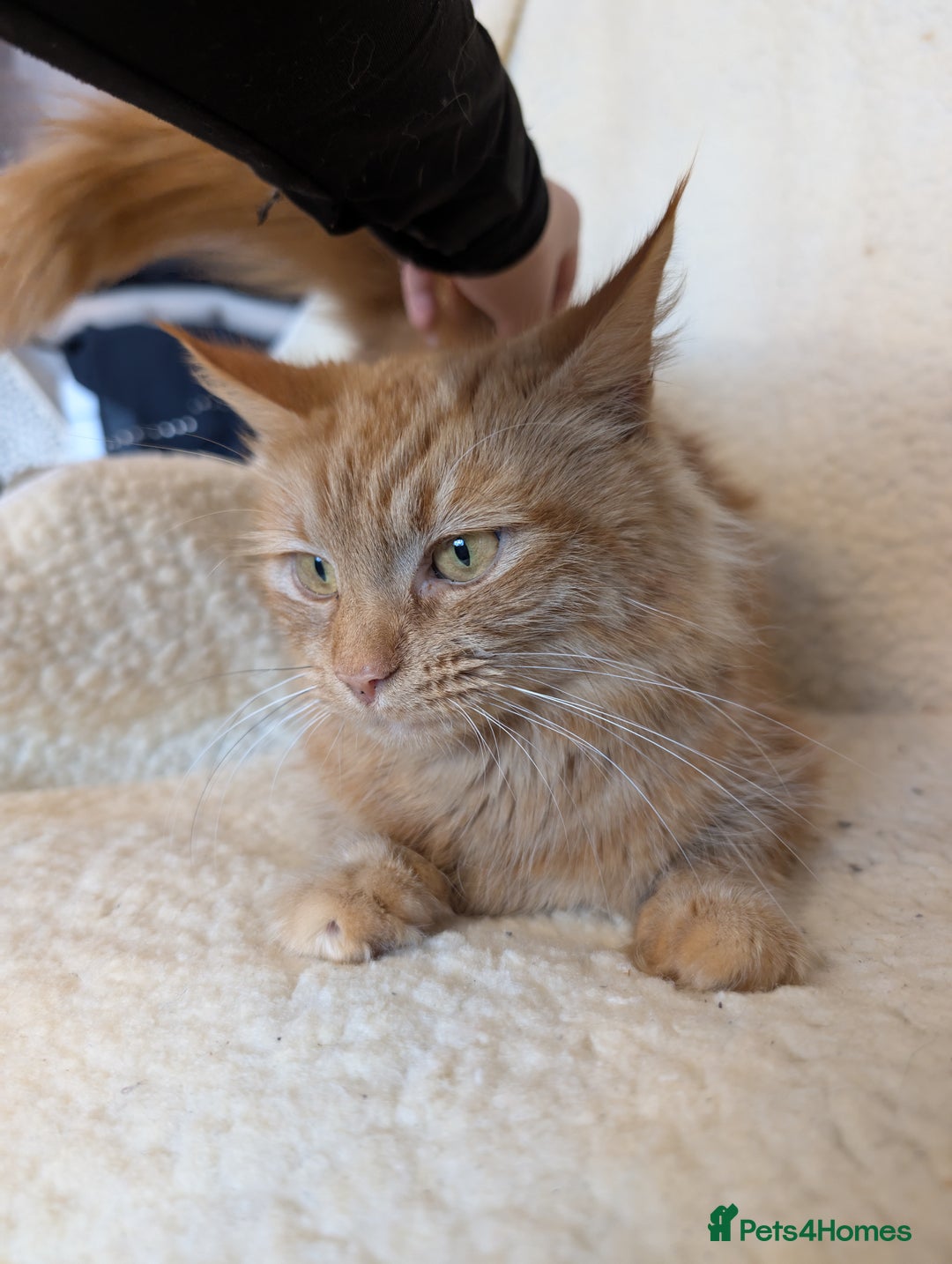 Maine Coon cats for sale: Maine-coon Mix for sale 😼 - Image 9