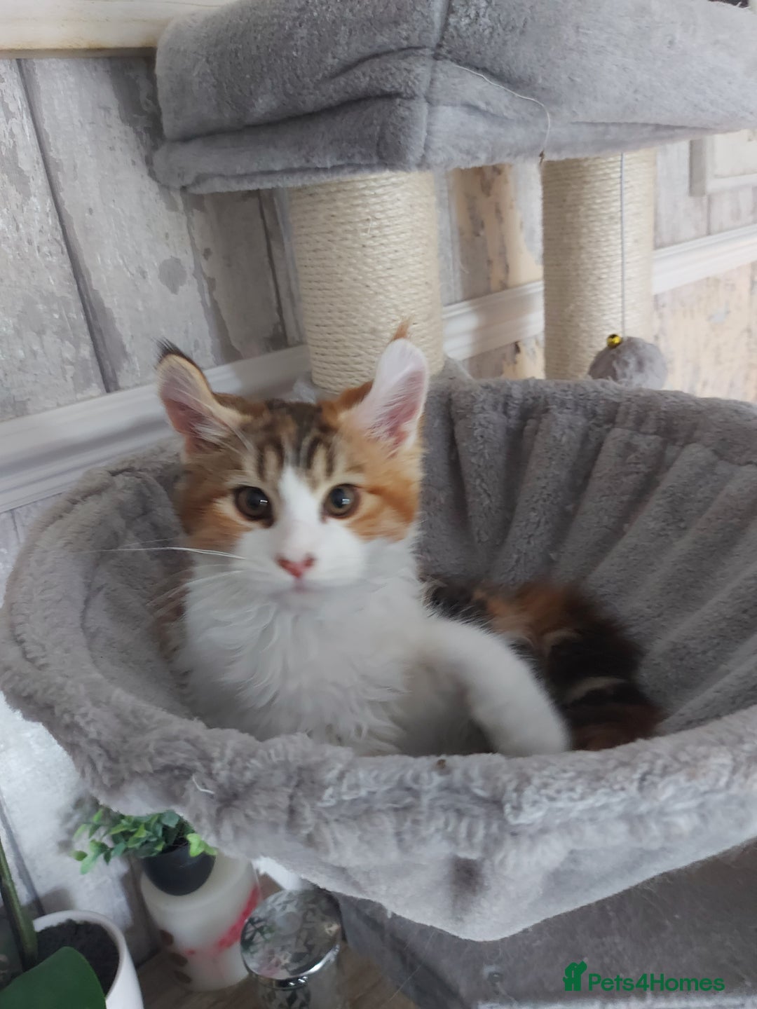 Maine Coon cats for sale: Beautiful XXL Maine-coon kittens 😸 ♥️  - Image 33