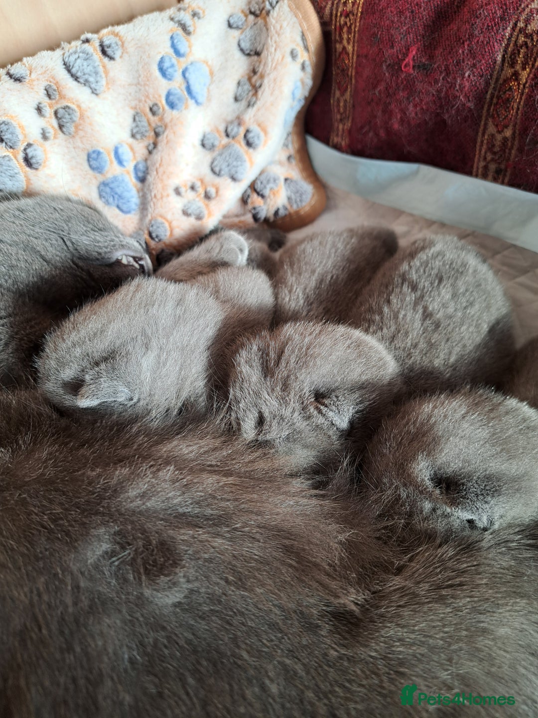 British Shorthair cats for sale: British Shorthair Blue  - Advert 3
