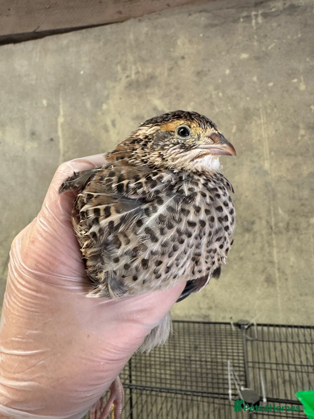 Quail poultry for sale: Coturnix Quail – Mixed Colours + Celadon Males - Advert 1
