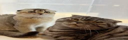 Scottish Fold cats for sale: 🐾 Stunning Scottish kitties 🐾 - Advert 30
