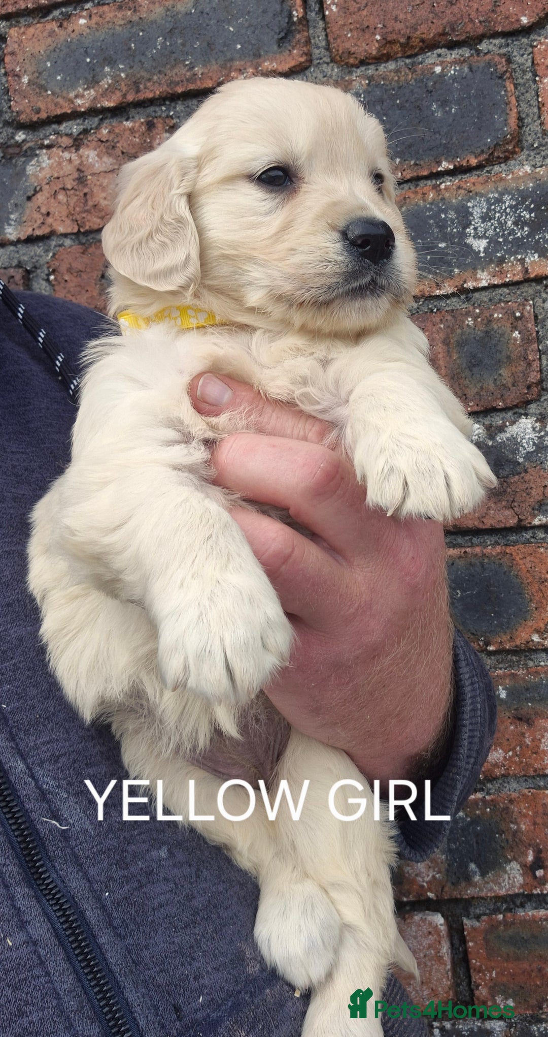 Golden Retriever dogs for sale: KC GOLDEN RETRIEVER PUPPIES HEALTH TESTED PARENTS  - Image 15