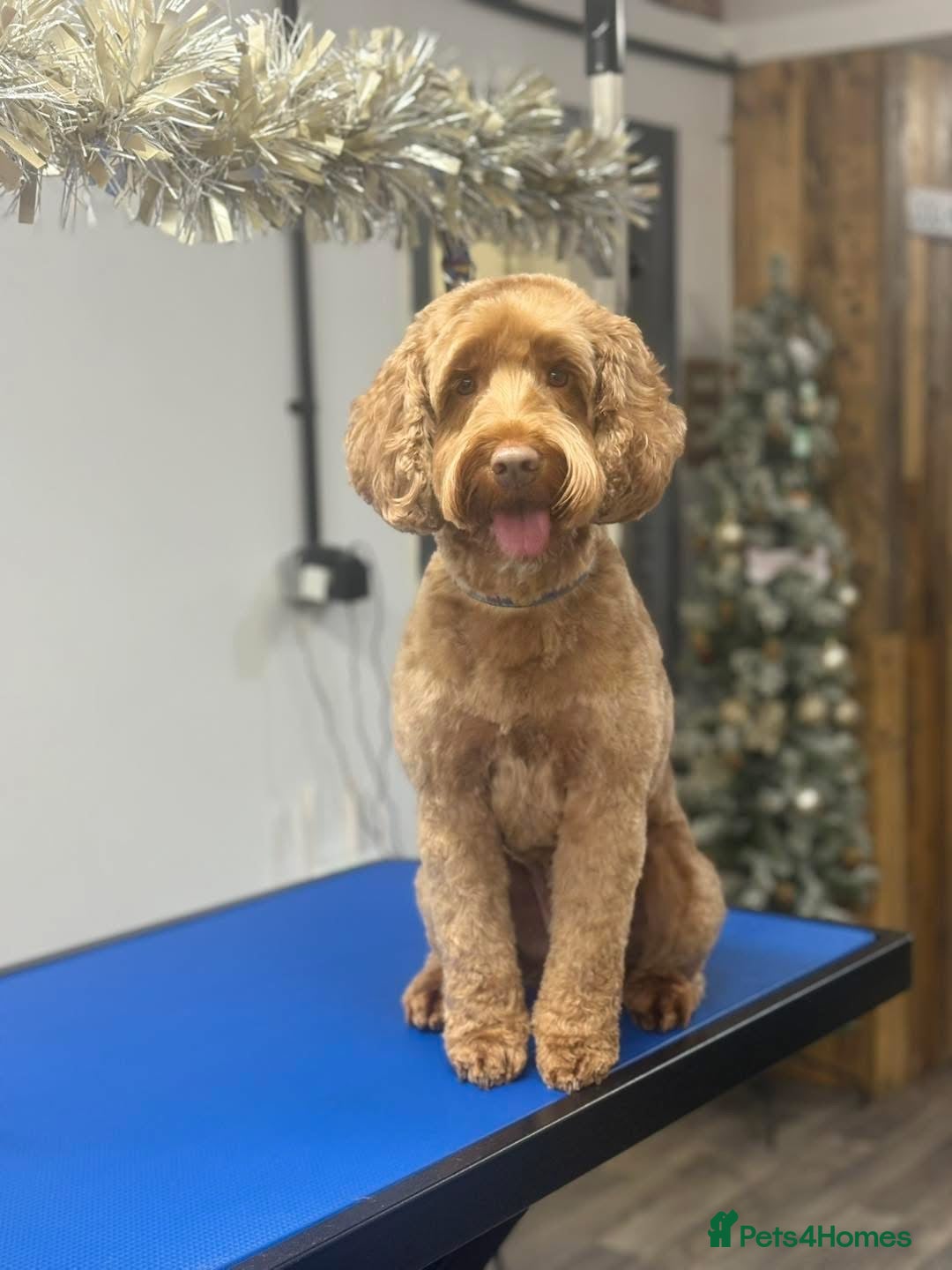 Cockapoo dogs for sale: Cockapoo f2b chocolate boys  - Advert 3