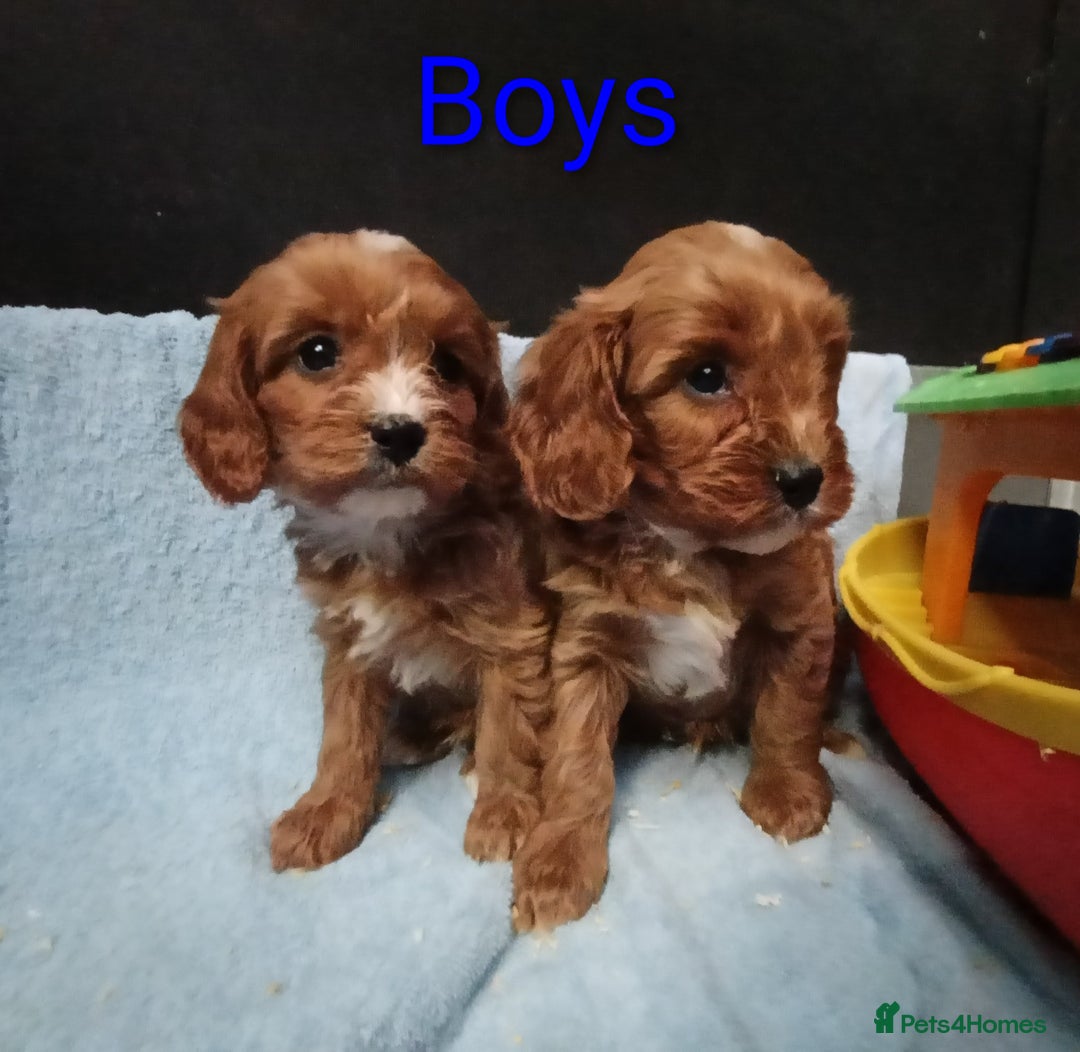 Cavapoo dogs for sale: Cute Cavapoo Puppies. DAD PRA tested! - Advert 9