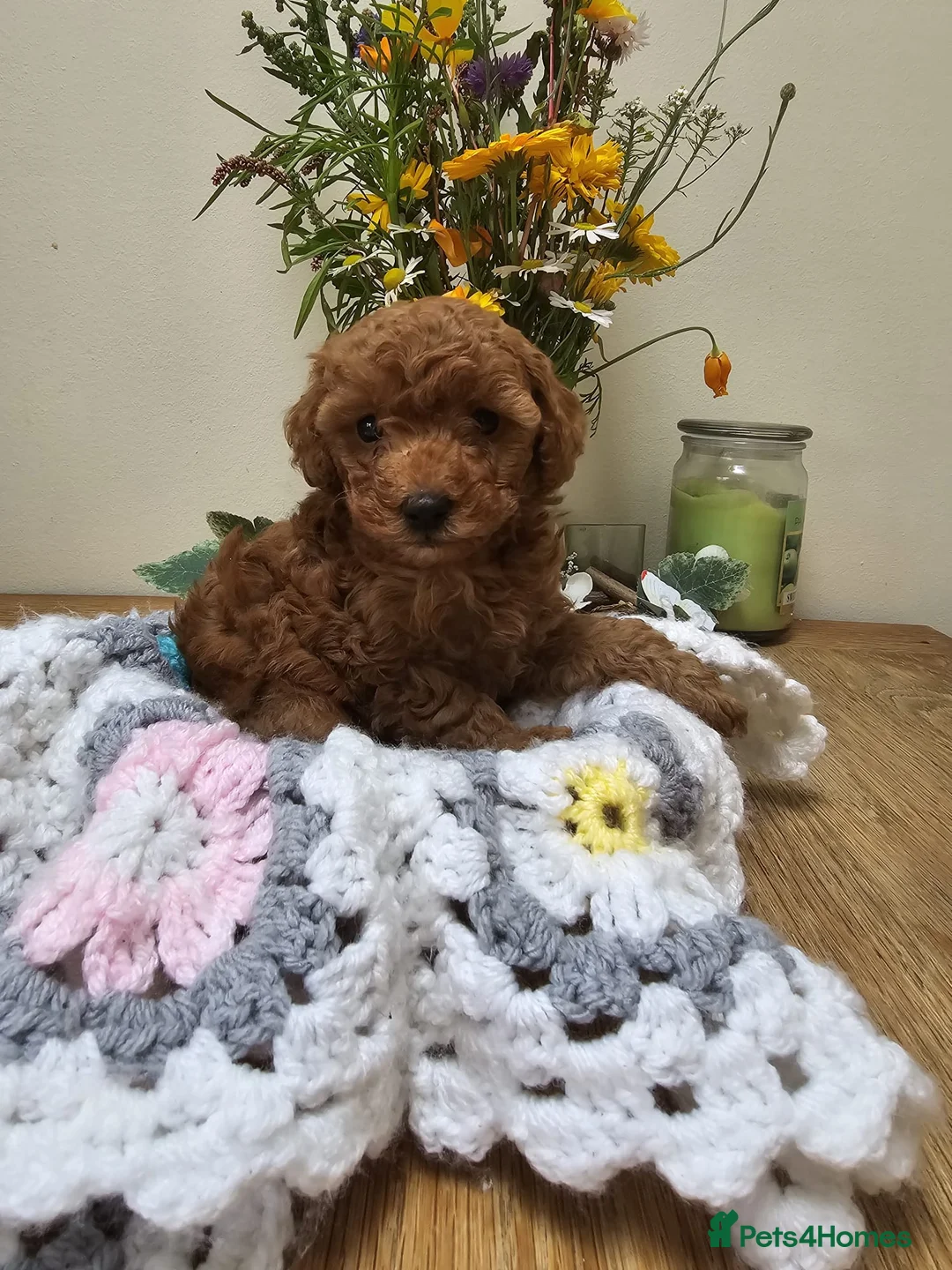 Toy Poodle dogs for stud: *KC Reg'd Toy Poodle Stud Dog*DNA Tested Clear* in Leyland - Advert 5