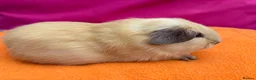 Guinea Pig rodents for sale: Californian & Himalayan - Boars & Sows - Advert 19