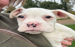 Boxer dogs for sale: READY TO GO Bobbed Tailed Boxers  - Advert 5