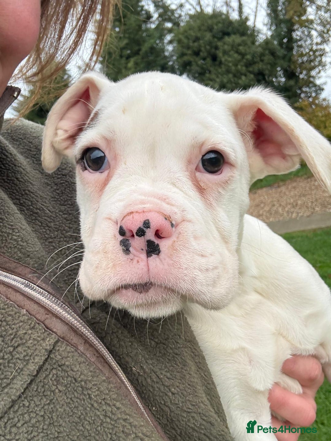 Boxer dogs for sale: READY TO GO Bobbed Tailed Boxers  - Advert 5