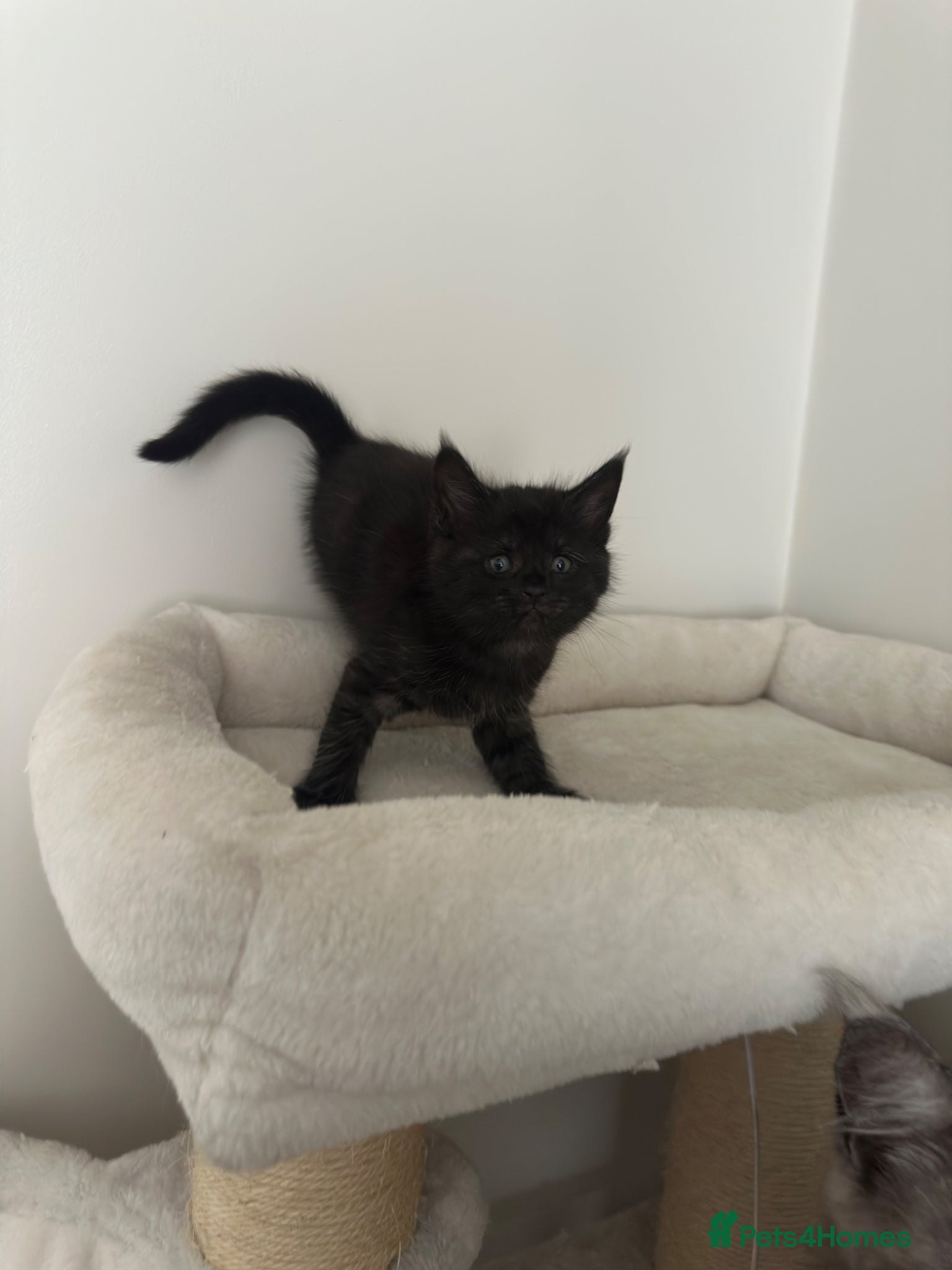 Mixed Breed cats for sale: Maine coon mix breed kittens  - Advert 6